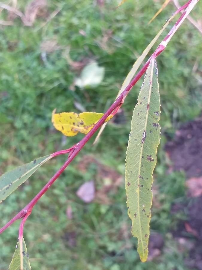 Salix × pendulina — search result for 'Salix'