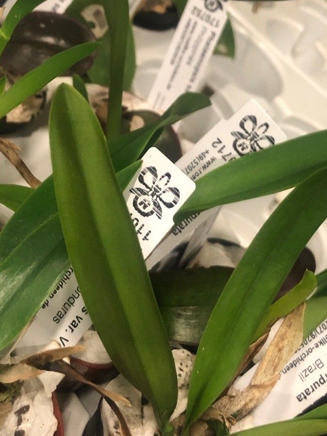 Cattleya purpurata — search result for 'Cattleya'