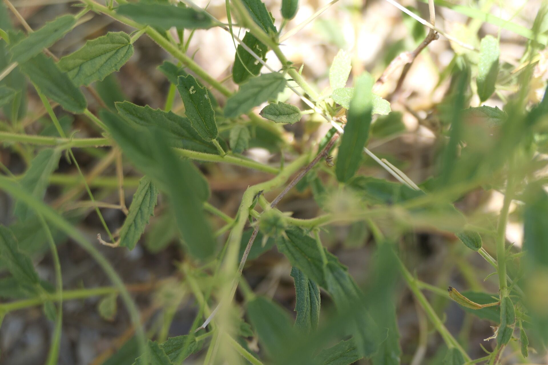 Hermannia modesta bark