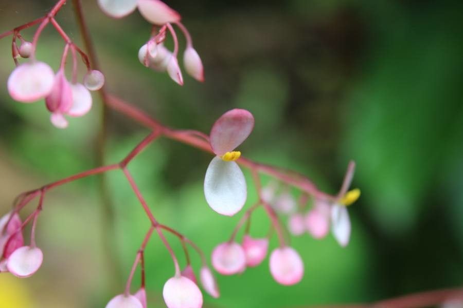 Begonia multinervia flower