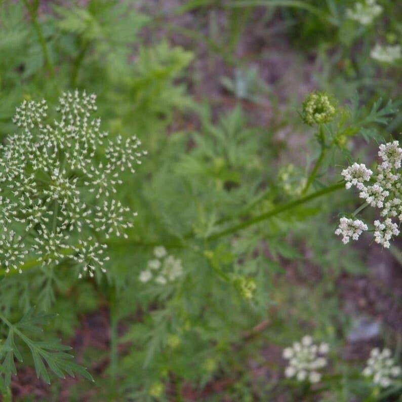Cnidium monnieri — related species from the same genus