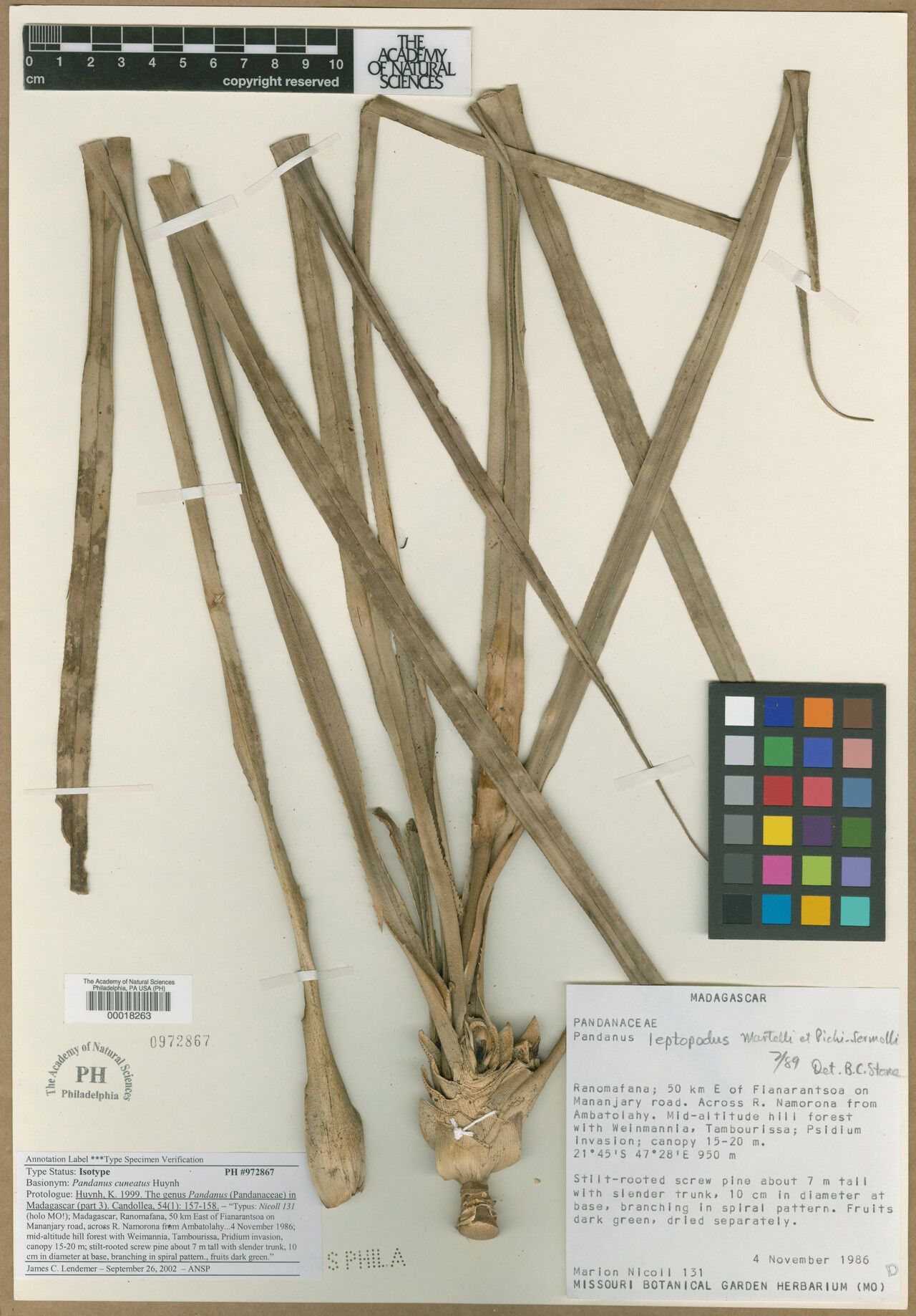 Pandanus cuneatus — houseplant care guide