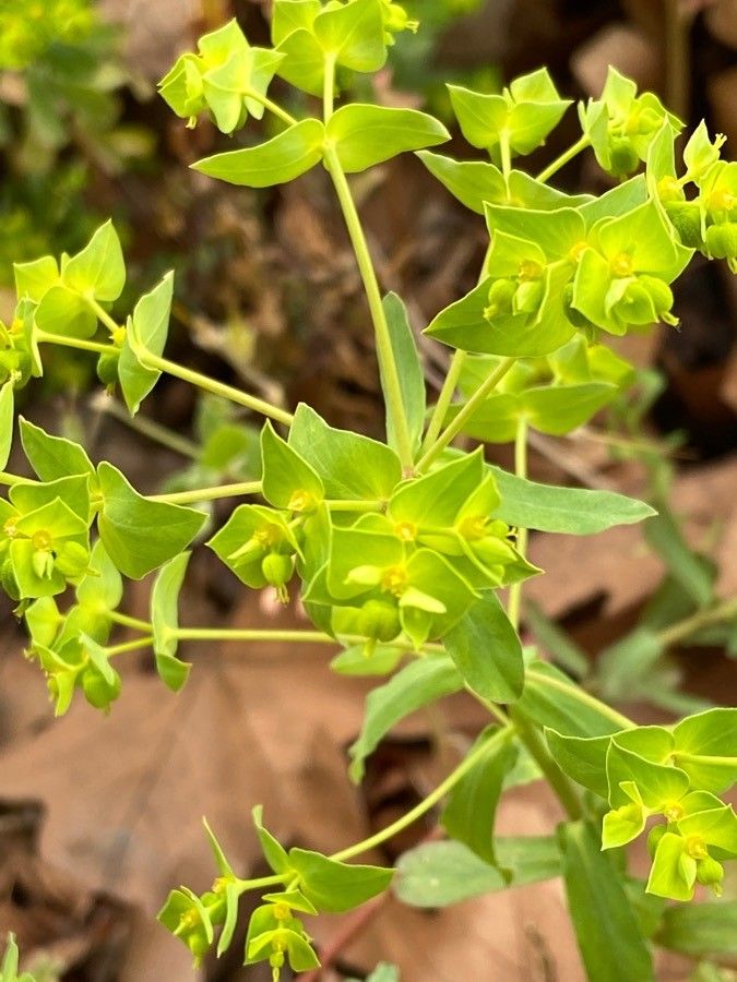 Euphorbia taurinensis flower