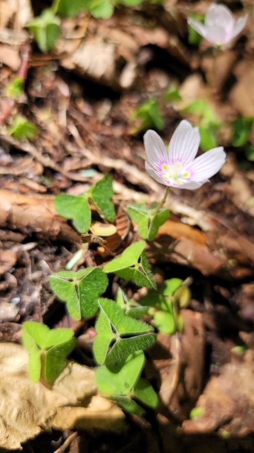 Oxalis montana habit