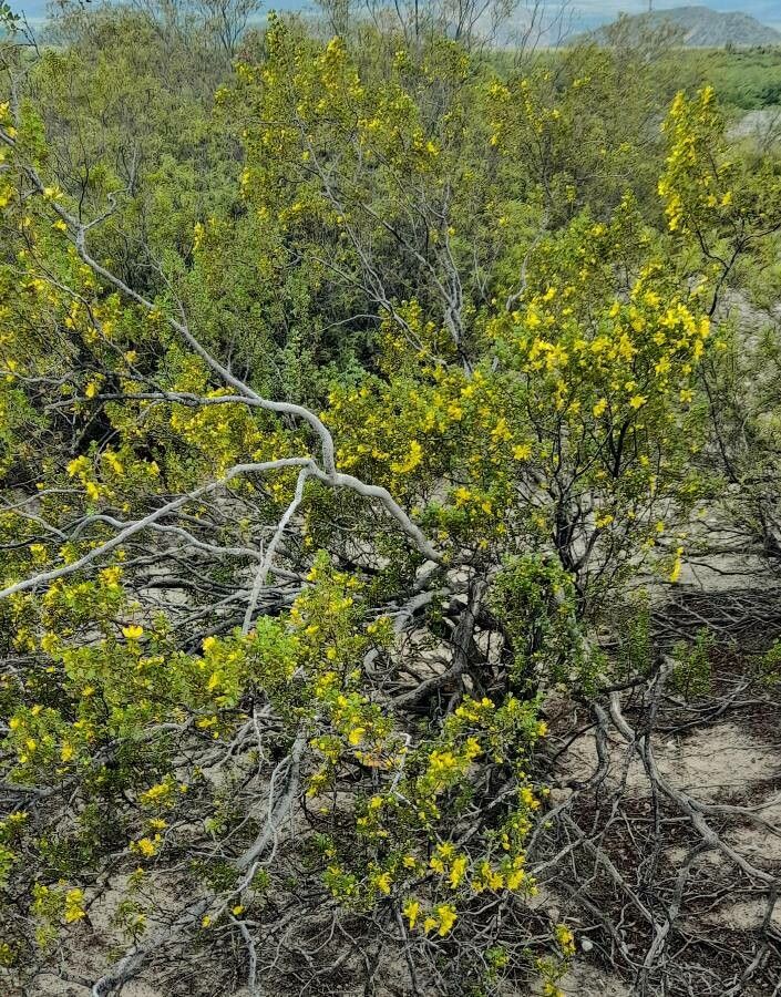 Larrea cuneifolia habit