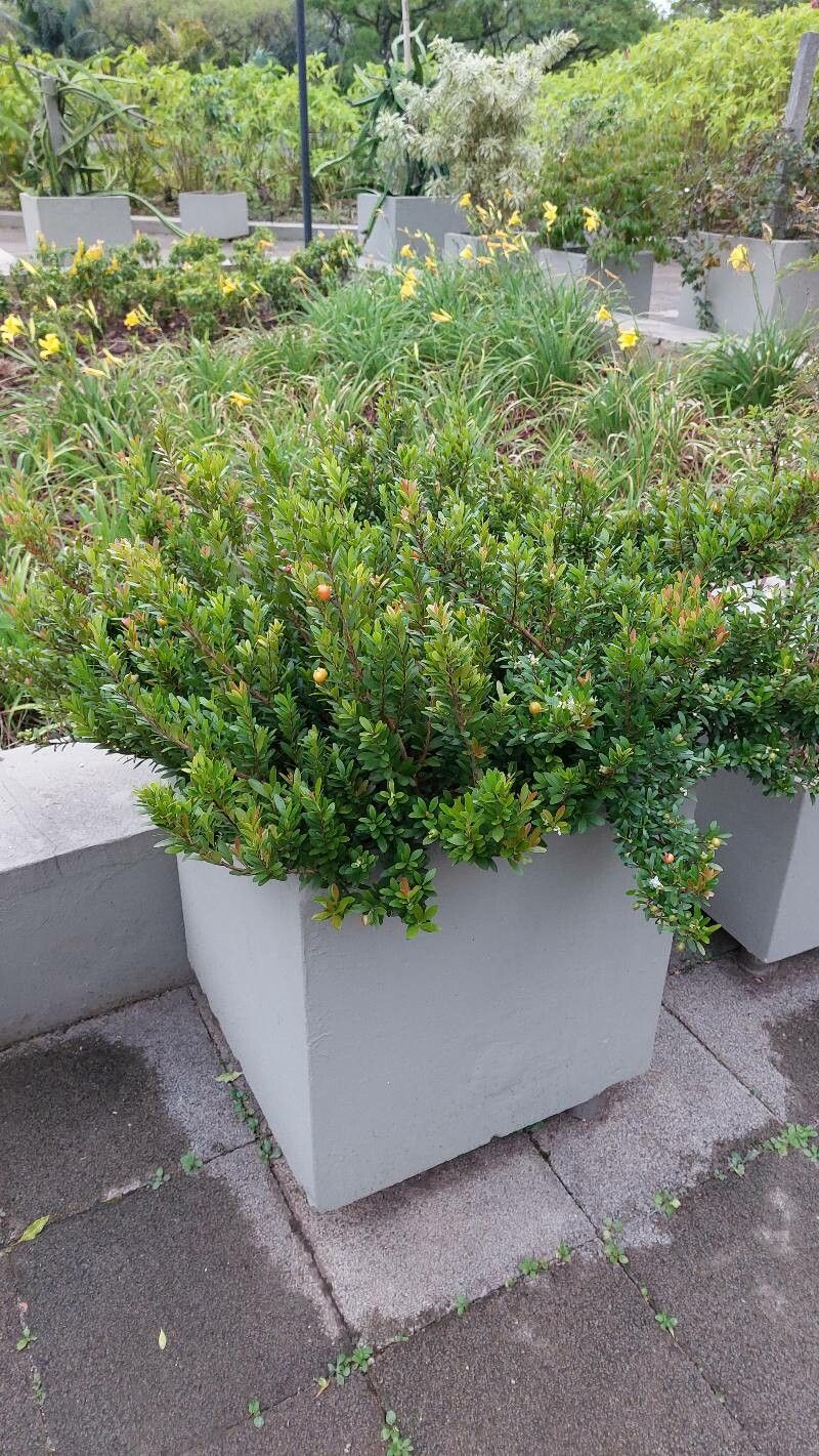 Eugenia mattosii habit