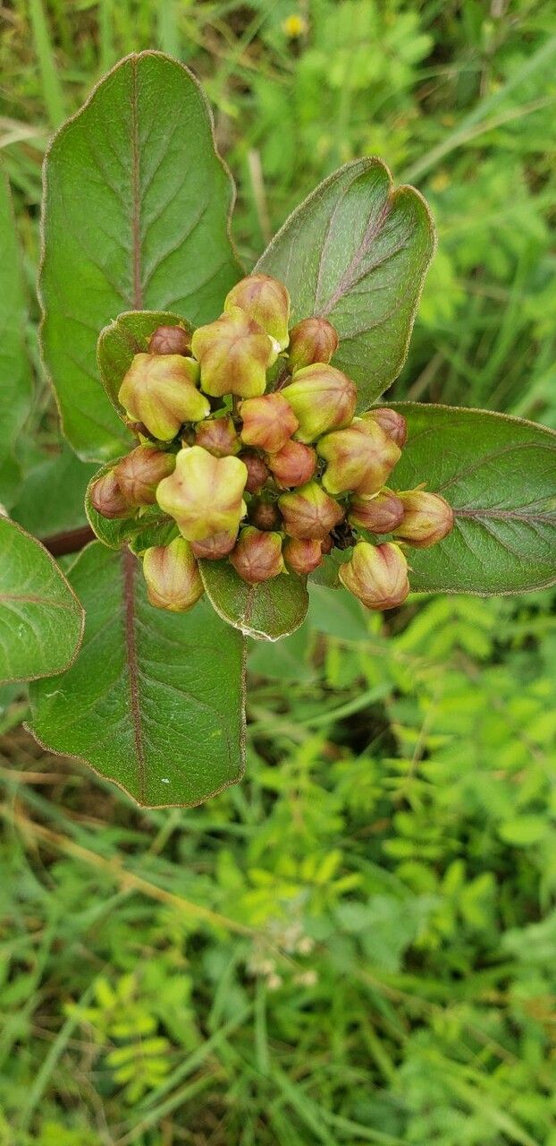 Asclepias tomentosa flower