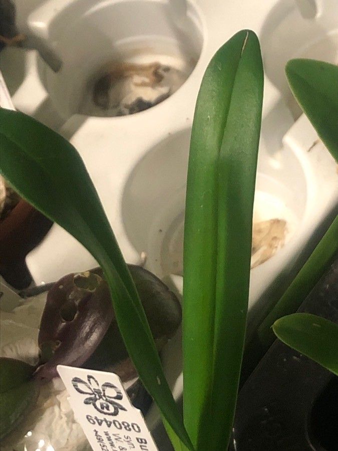 Bulbophyllum falcatum — search result for 'Sierra Leone'