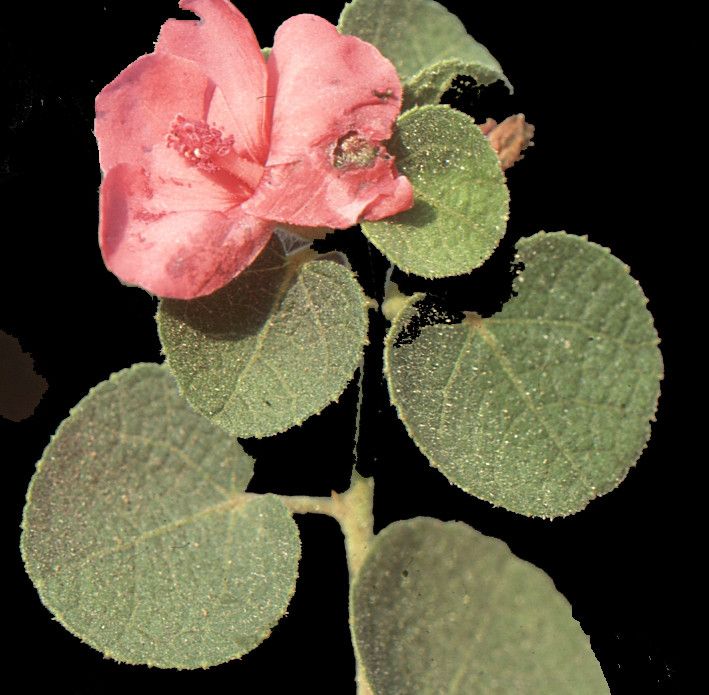 Urena rigida — related species from the same genus