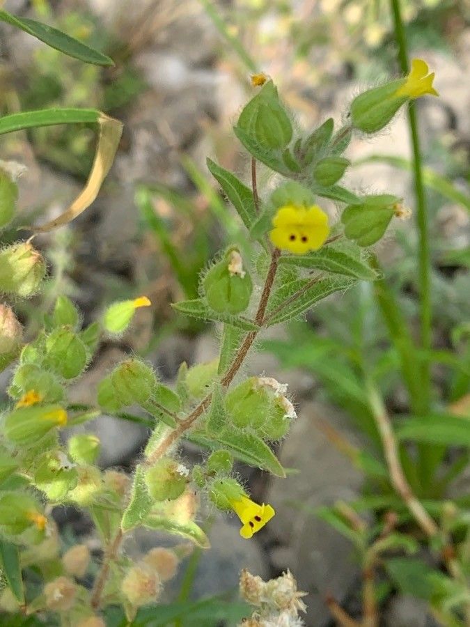 Mimulus pilosus — houseplant care guide