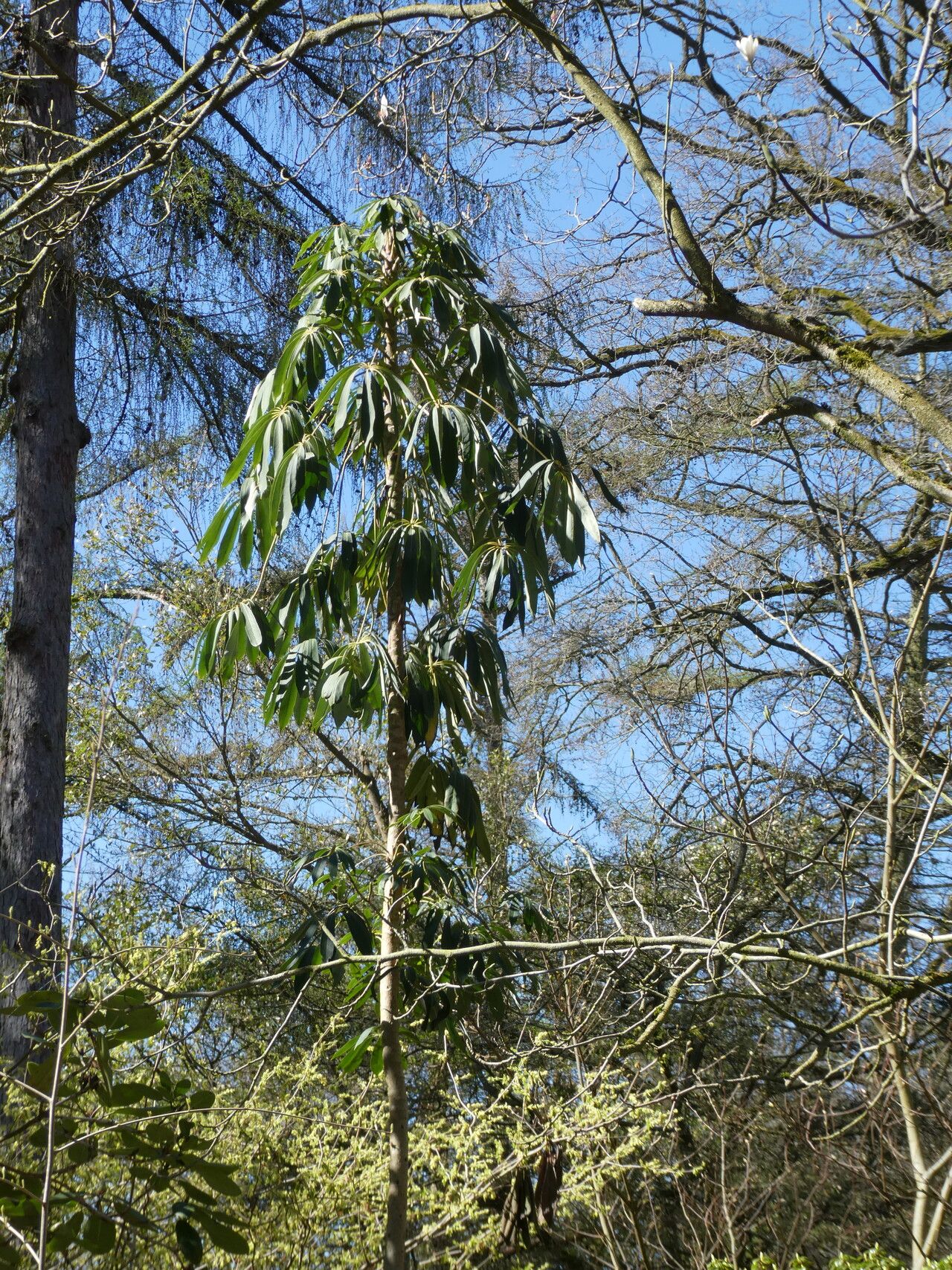 Heptapleurum taiwanianum leaf