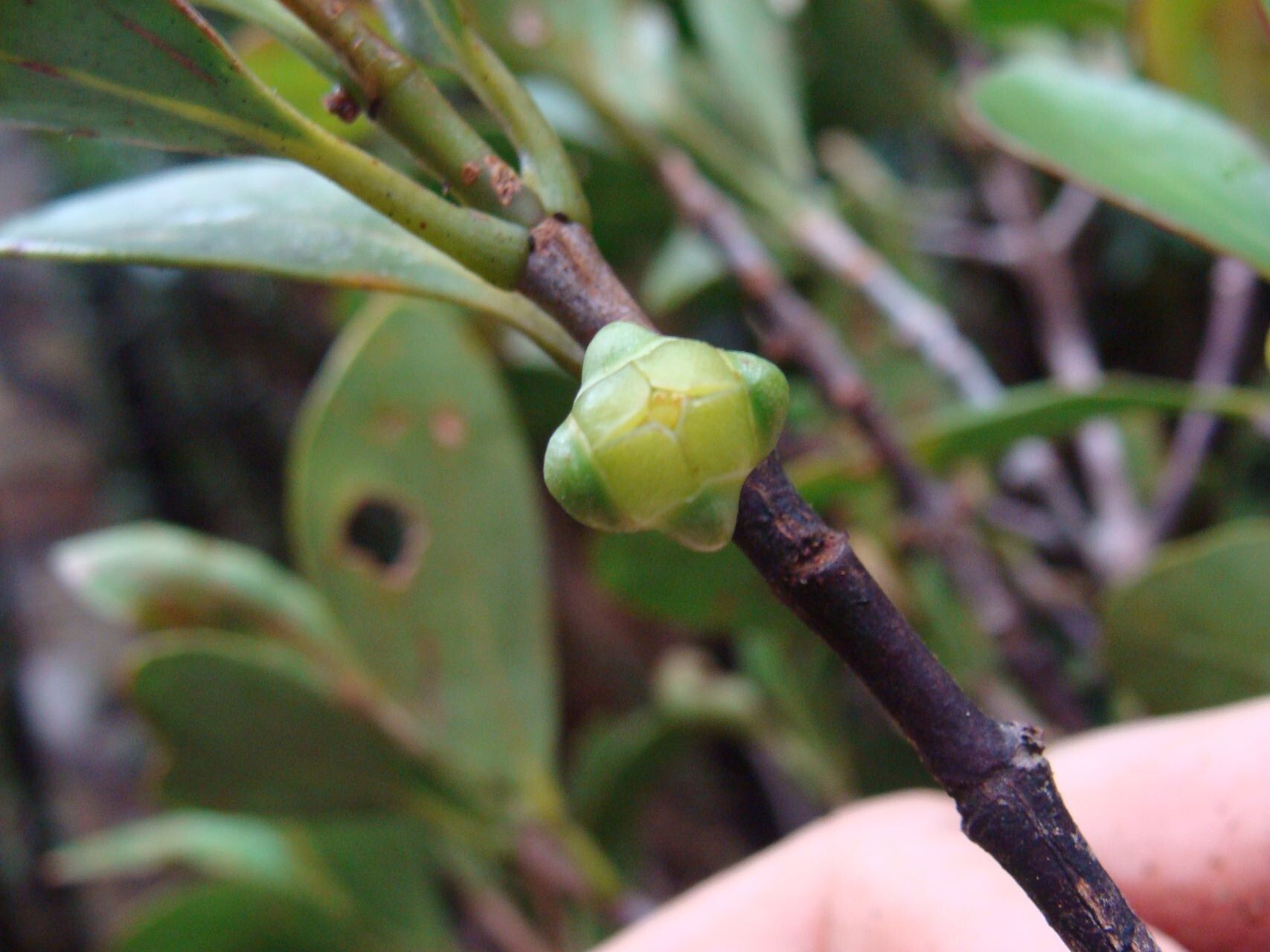 Garcinia urceolata fruit