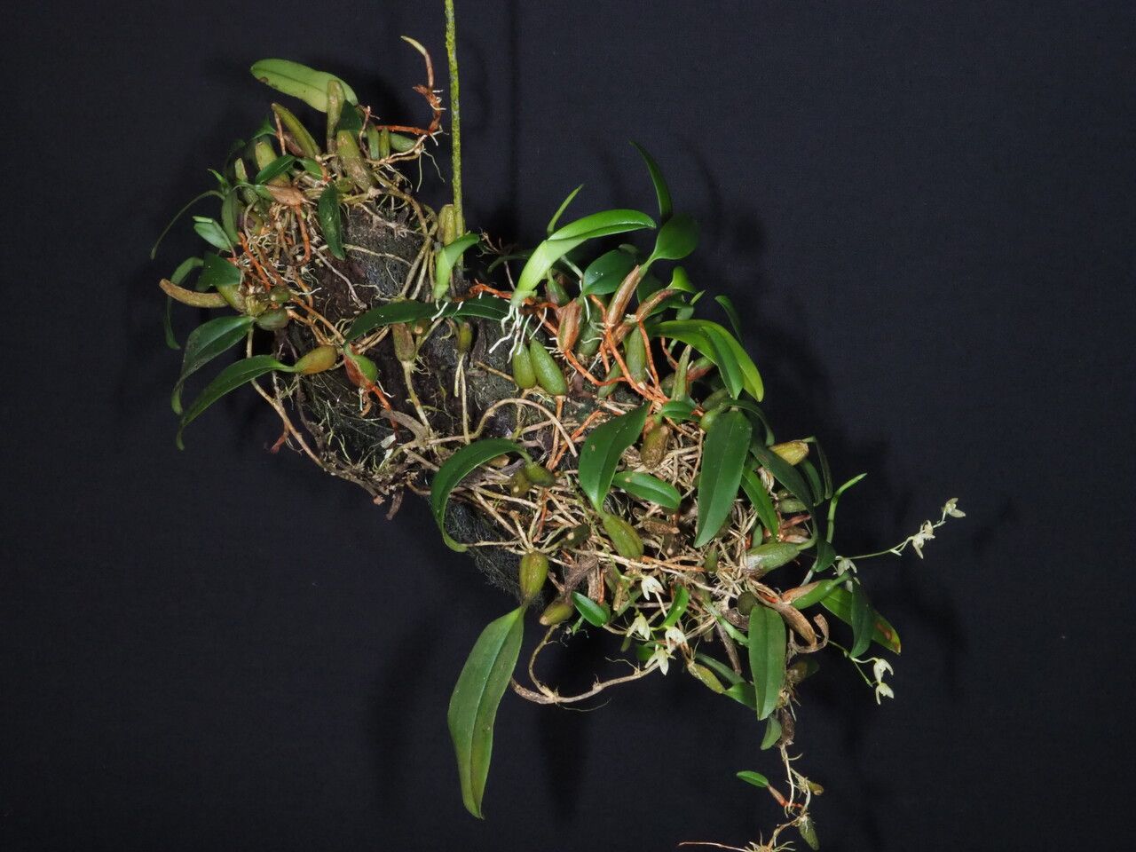 Bulbophyllum cylindrobulbum habit