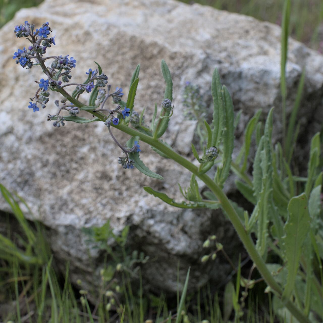 Anchusa thessala habit