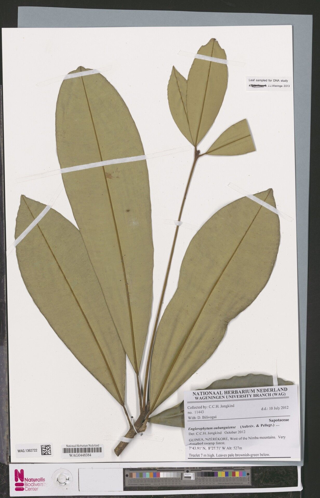 Englerophytum oubanguiense — houseplant care guide