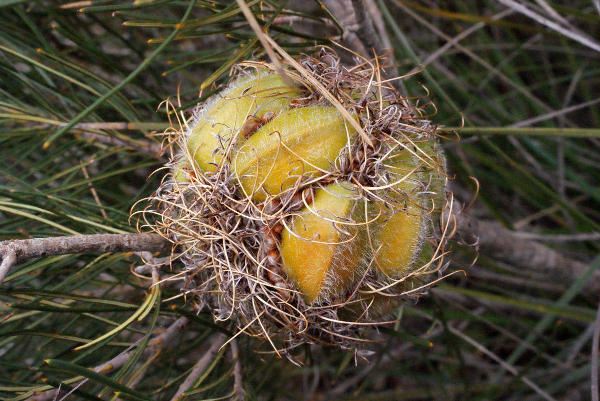 Calothamnus torulosus fruit
