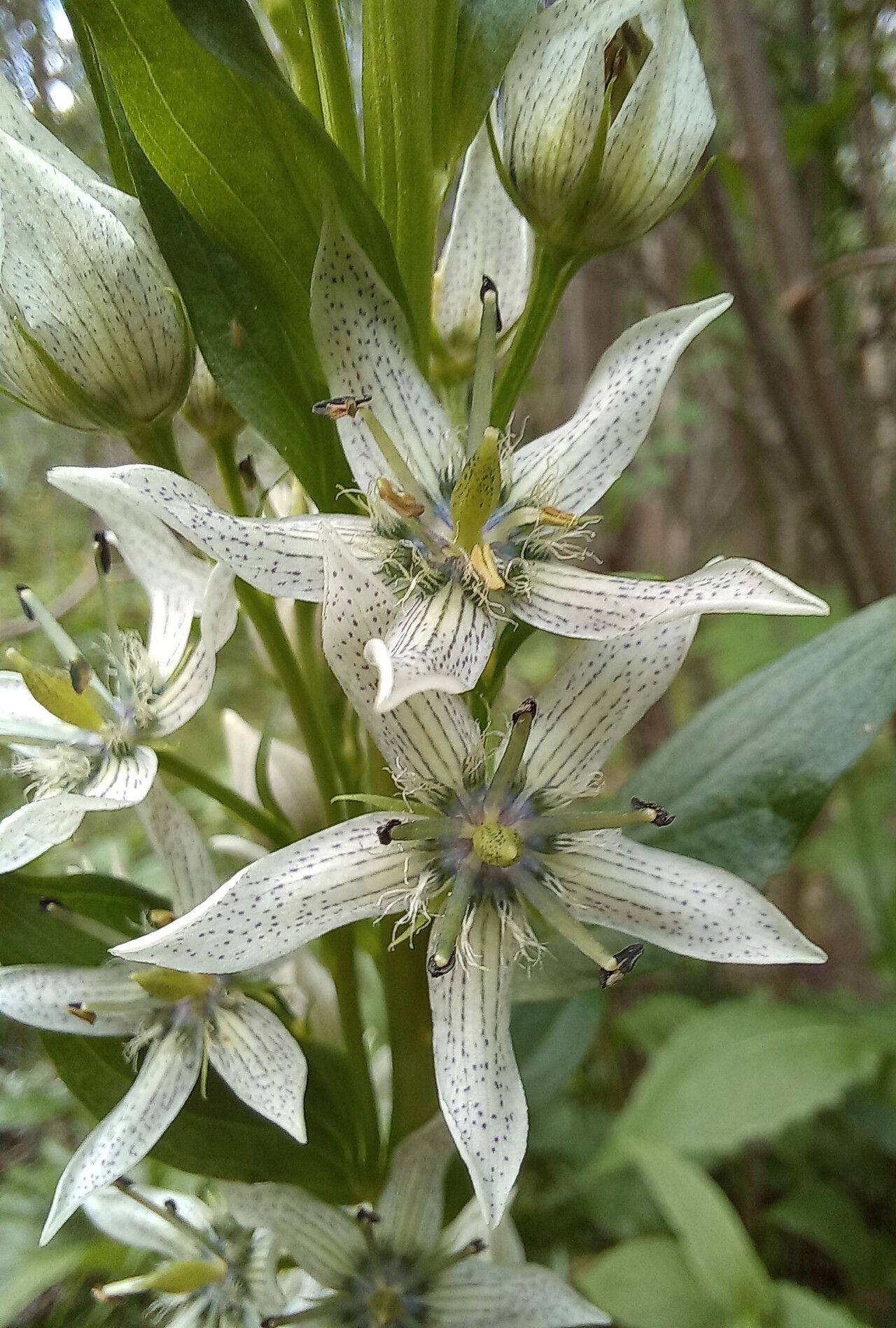 Swertia iberica — houseplant care guide