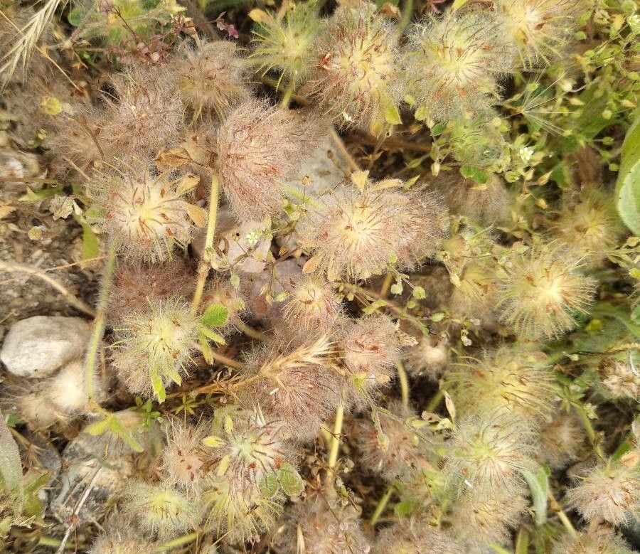 Trifolium cherleri fruit