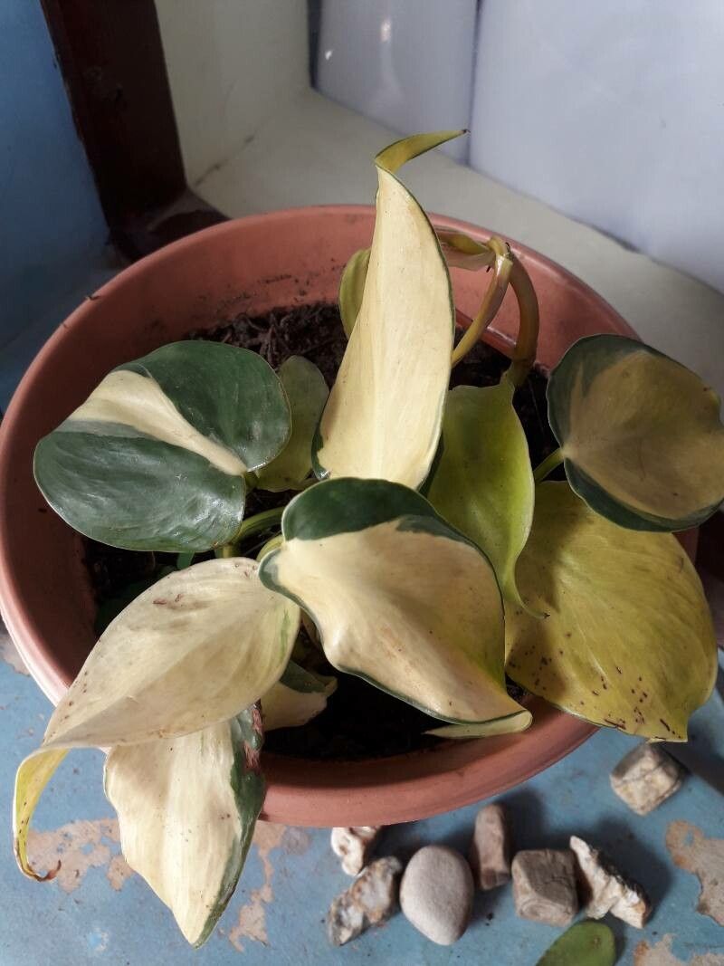 Philodendron brasiliense leaf