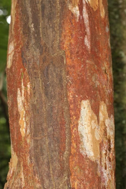 Myrcia amazonica bark