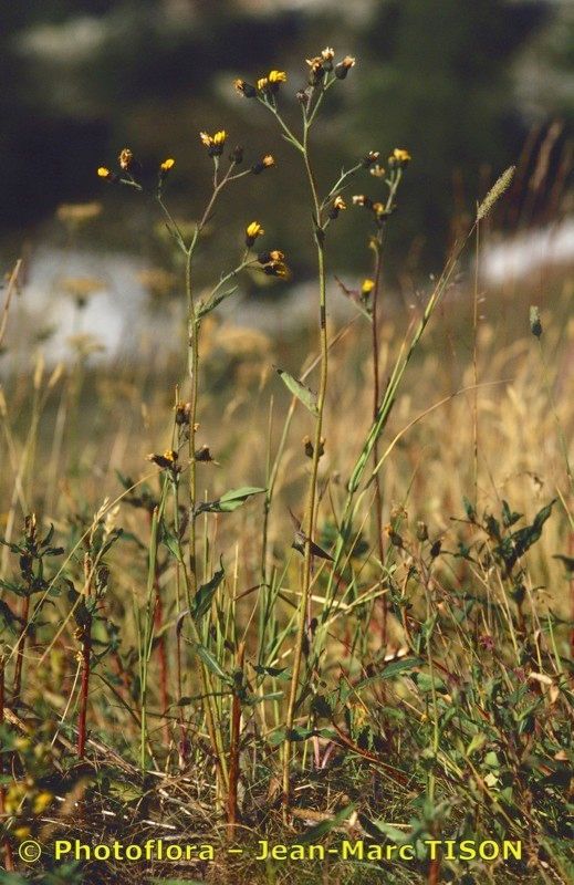 Hieracium bocconei habit