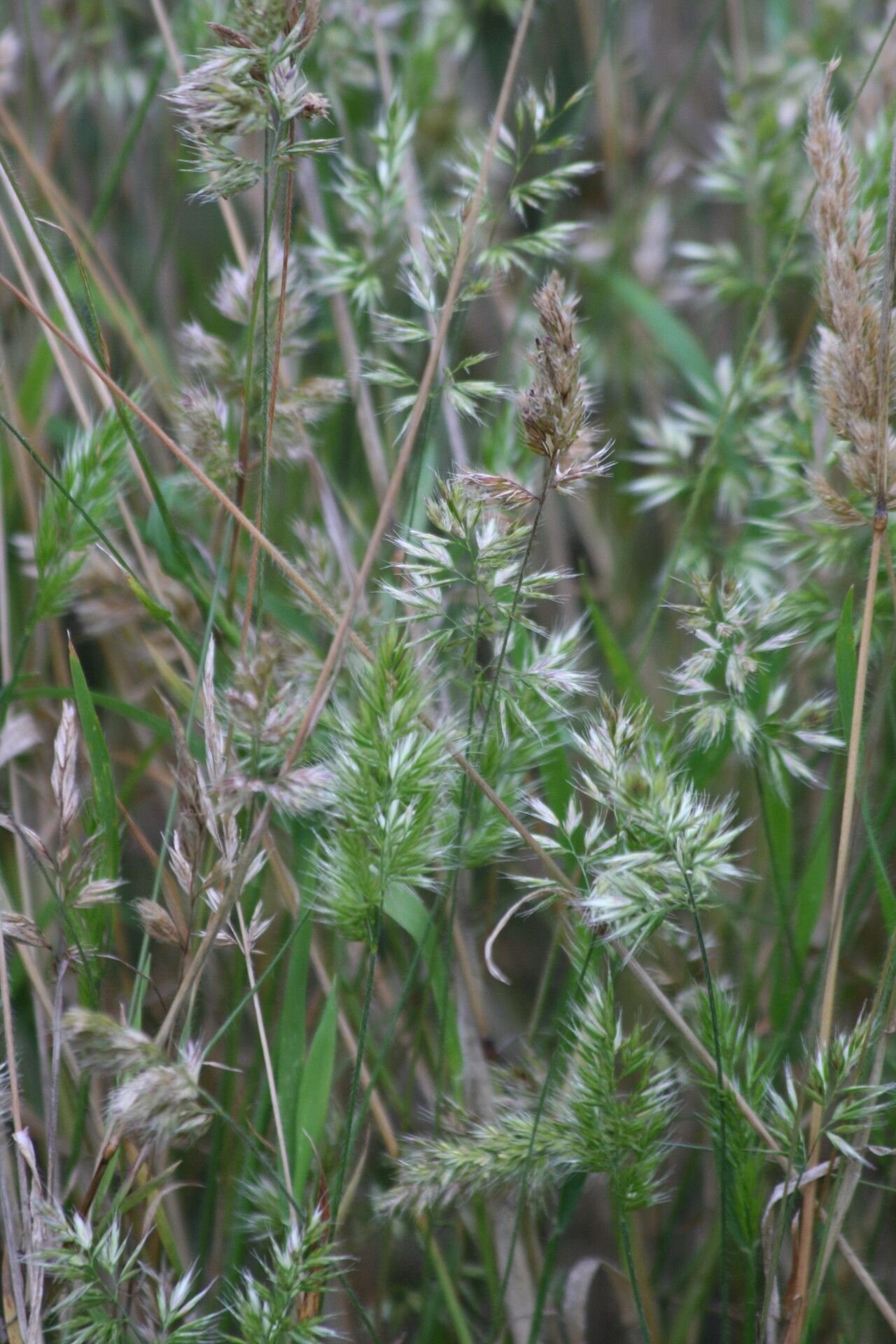 Trisetaria panicea fruit