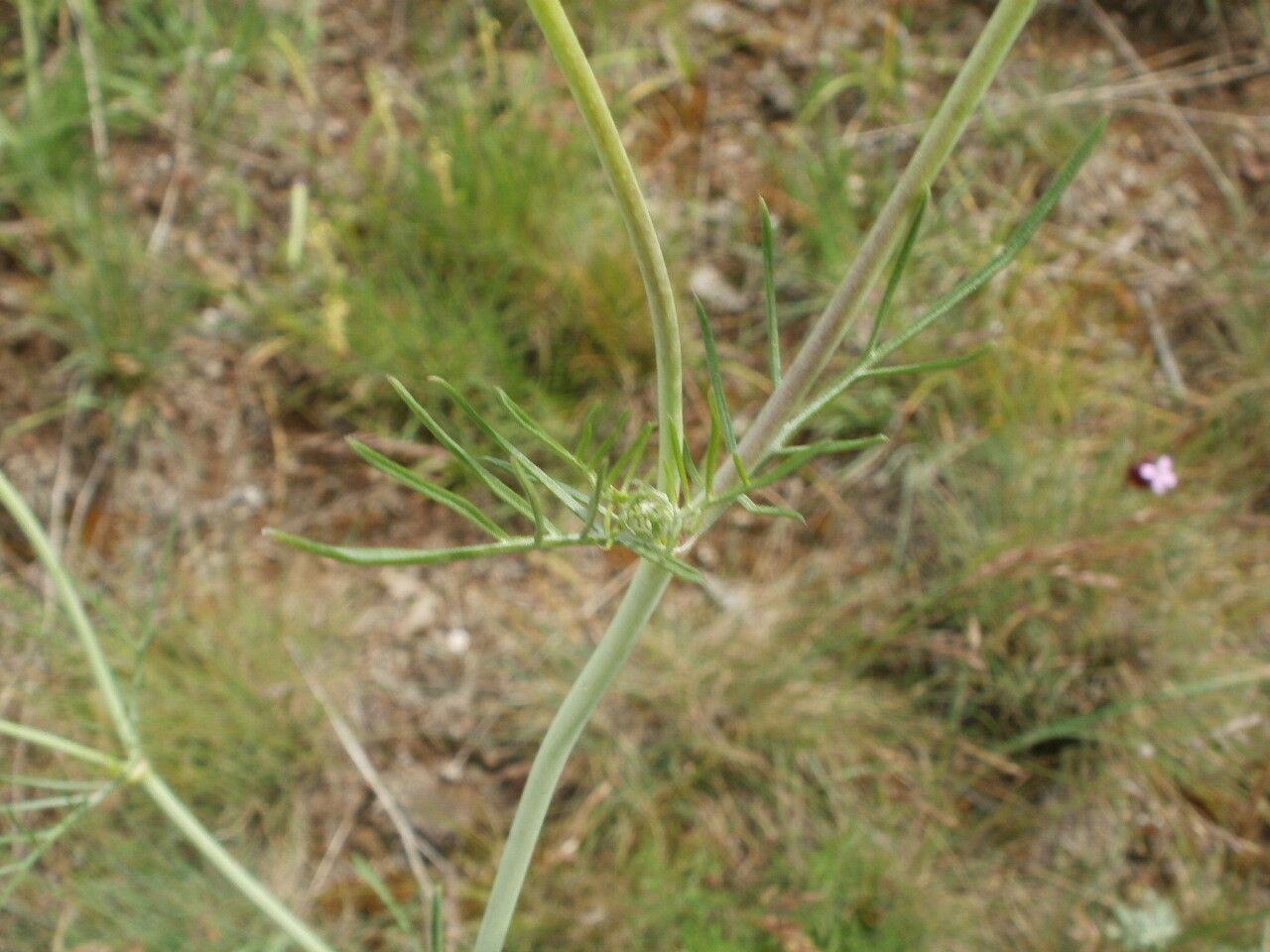 Scabiosa triniifolia leaf