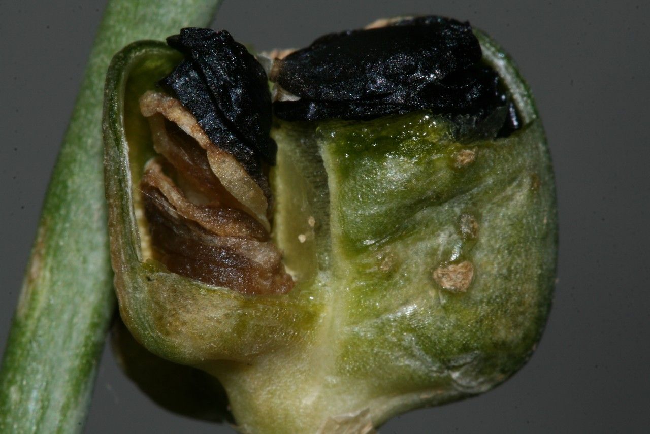 Dipcadi fulvum fruit