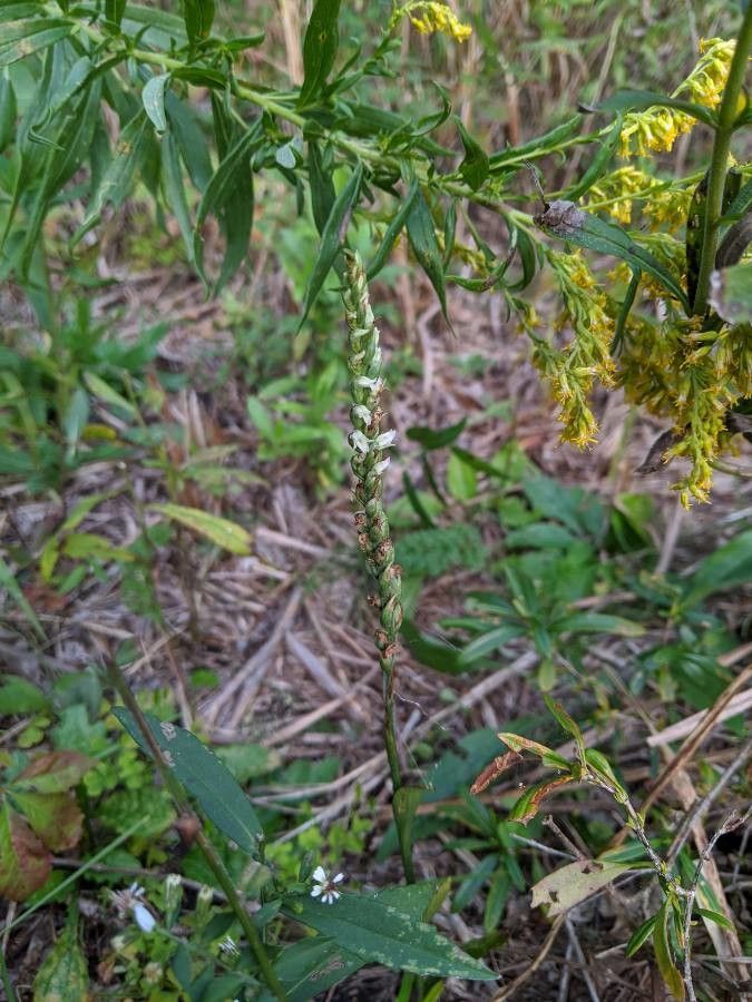 Spiranthes ovalis flower