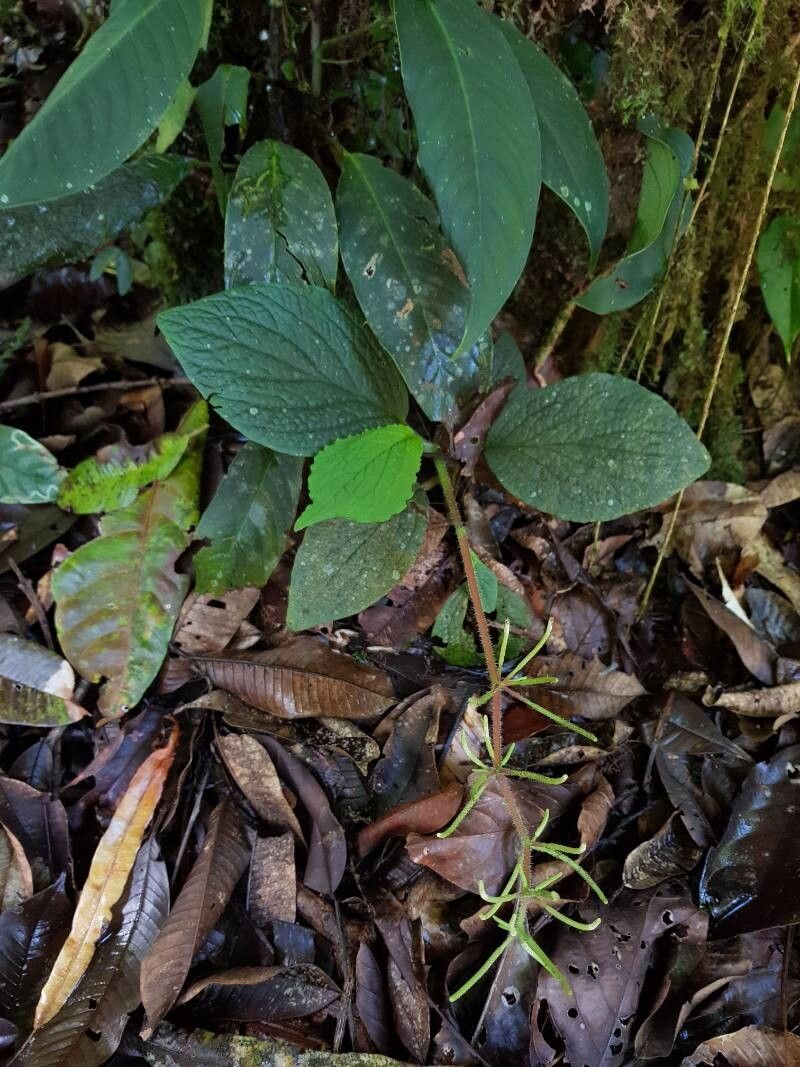 Peperomia guapilesiana flower