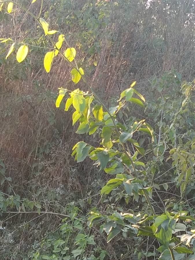 Ventilago maderaspatana — related species from the same genus