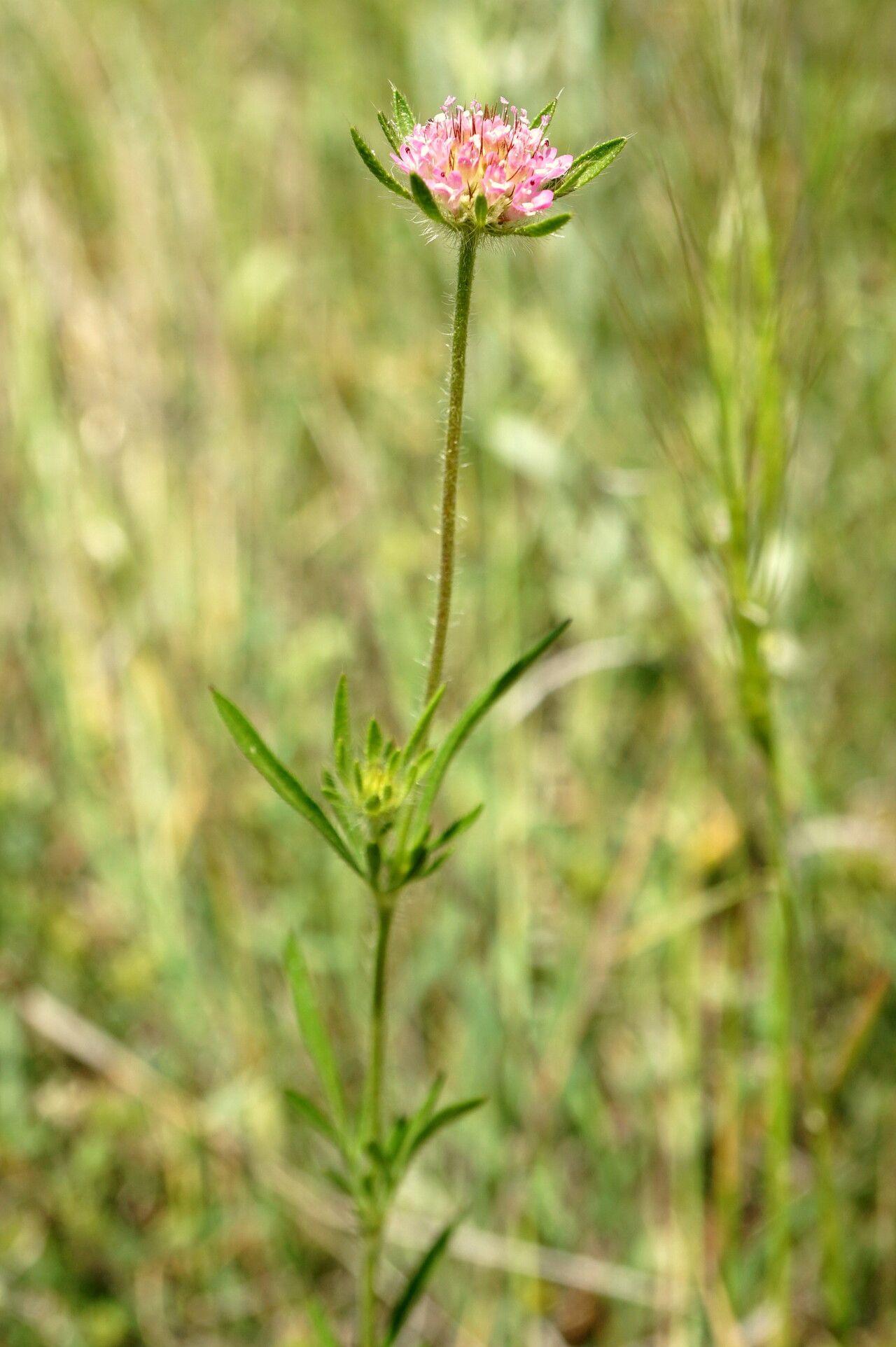 Lomelosia micrantha habit
