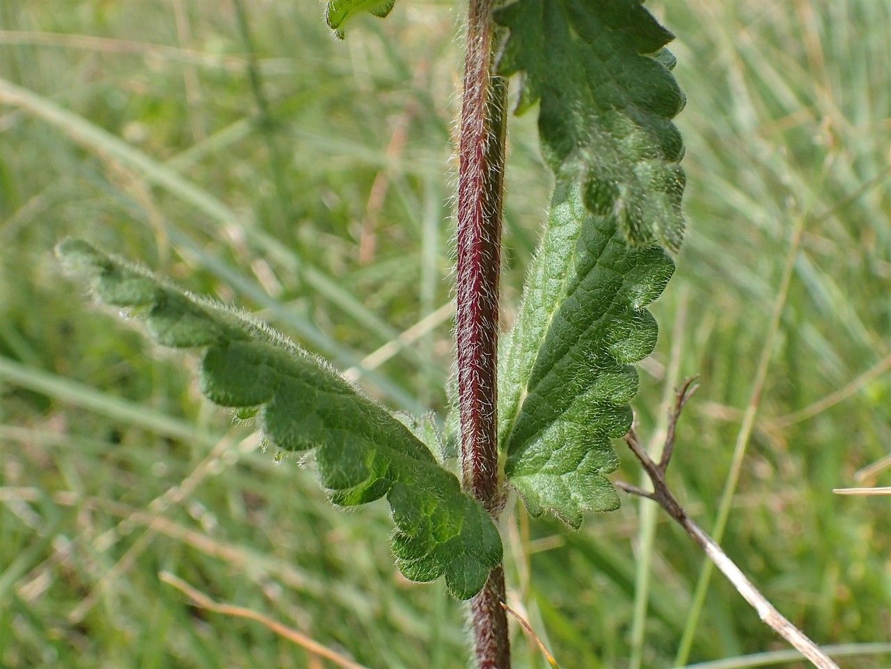 Betonica hirsuta bark