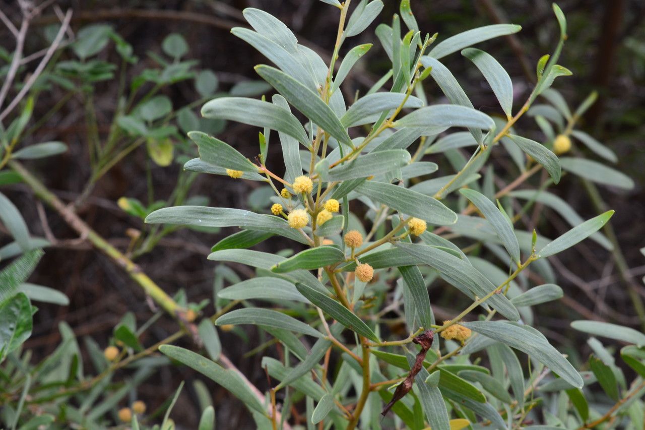 Acacia cyclopis flower