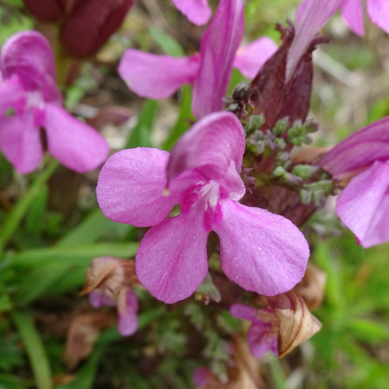 Pedicularis sylvatica flower