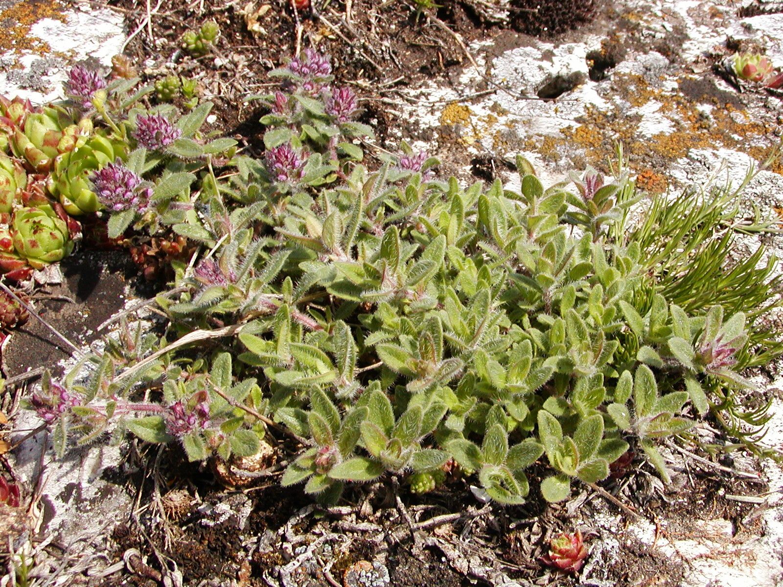 Thymus pannonicus flower