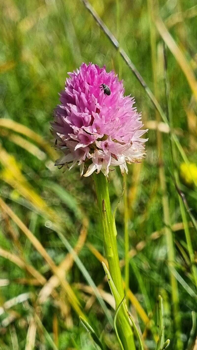Gymnadenia lithopolitanica flower
