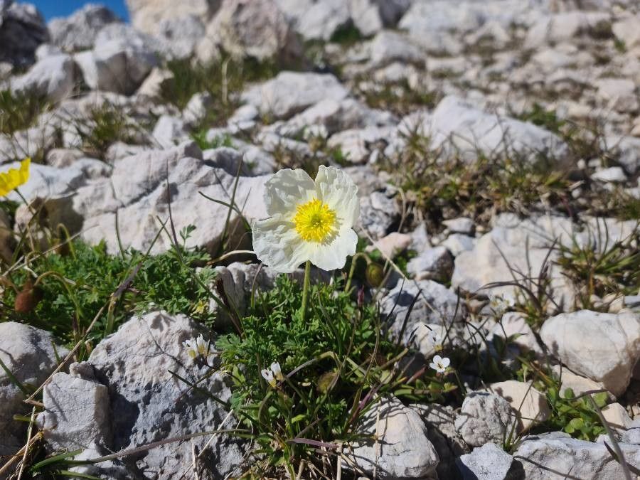 Papaver julicum — search result for 'Papaver'