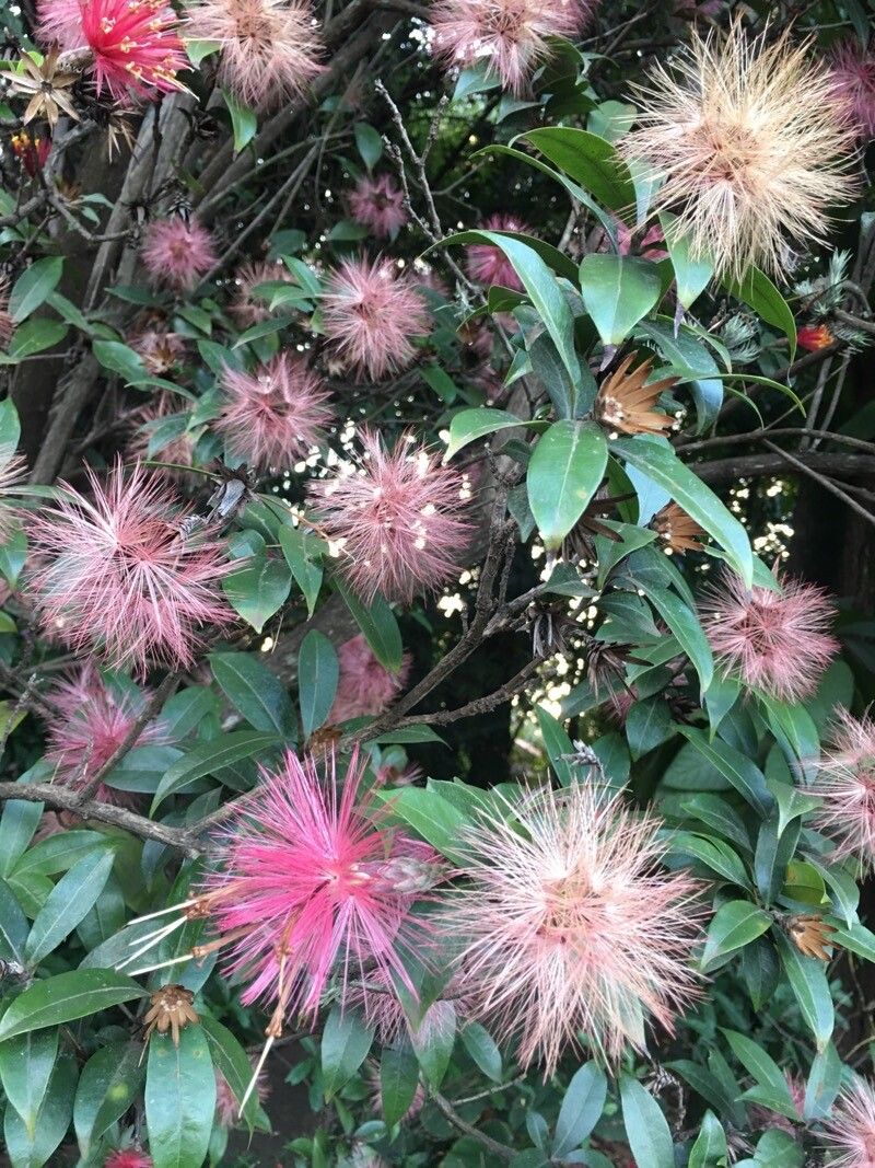 Stifftia fruticosa — related species from the same genus