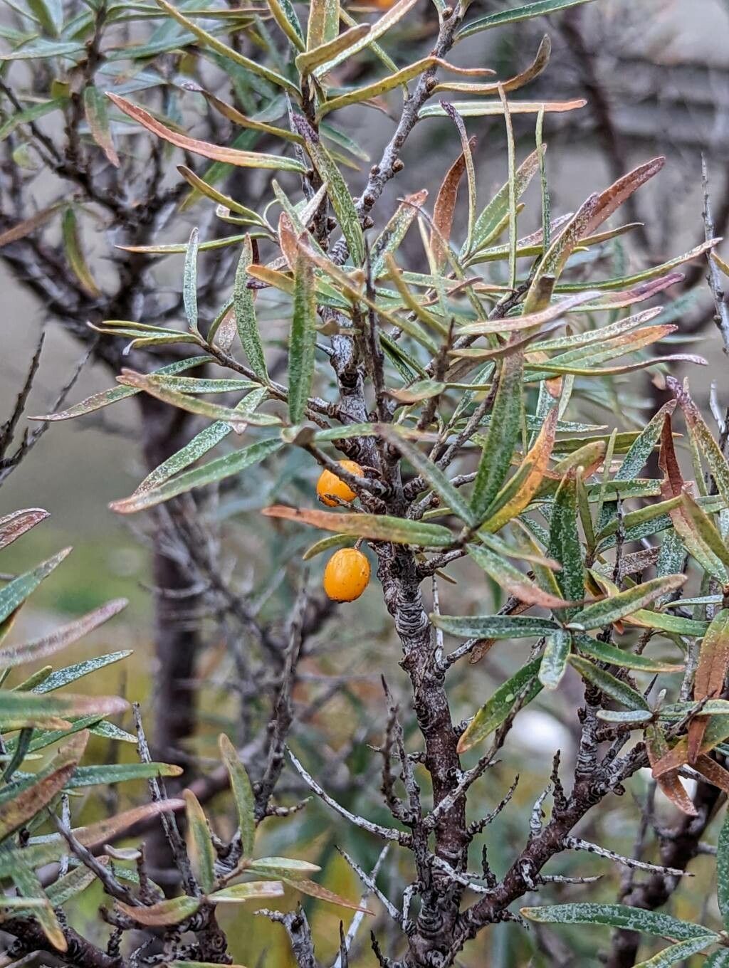 Elaeagnus rhamnoides fruit