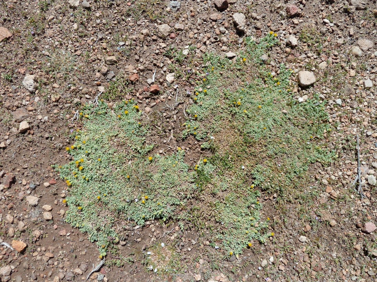 Senecio humillimus — houseplant care guide