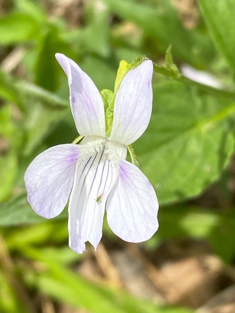 Viola jordanii flower