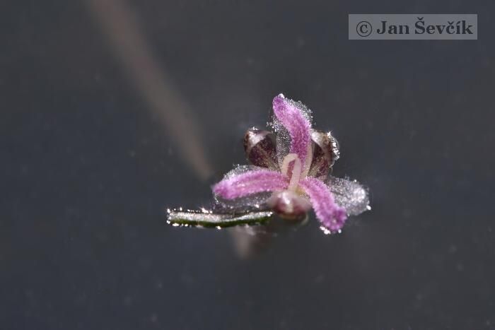 Elodea canadensis flower