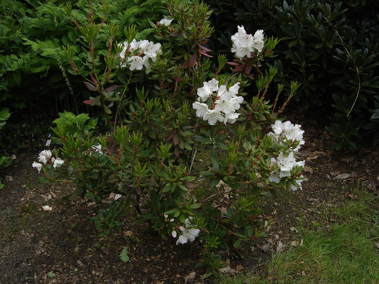 Rhododendron aberconwayi habit