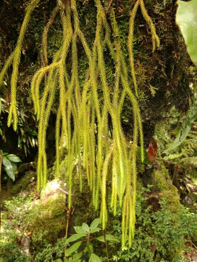 Phlegmariurus verticillatus — search result for 'Phlegmariurus'