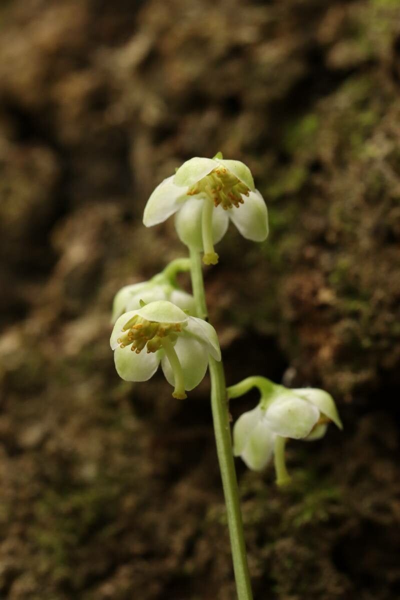 Pyrola japonica — search result for 'Pyrola'