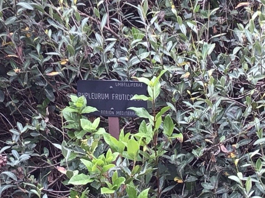 Bupleurum fruticescens — search result for 'Bupleurum'