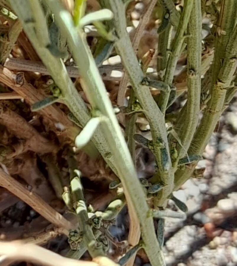 Baccharis spartioides — search result for 'Baccharis'