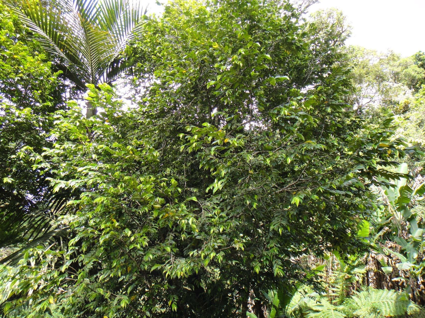 Ficus versicolor habit