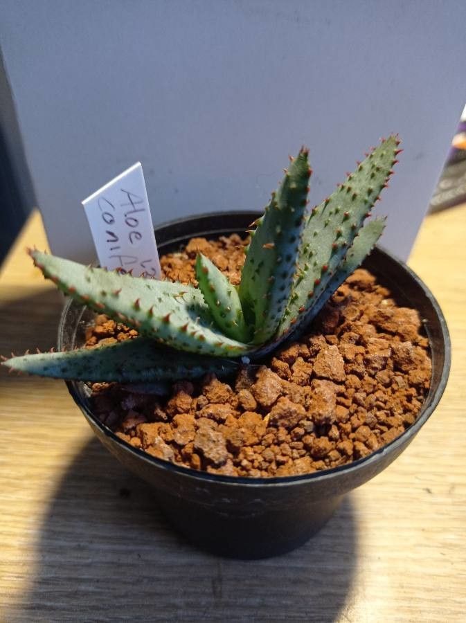 Aloe conifera leaf